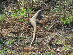 Gerrhosaurus nigrolineatus