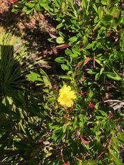 Hibbertia cuneiformis