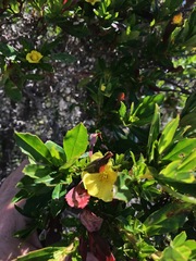 Hibbertia cuneiformis