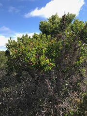Hibbertia cuneiformis