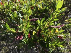 Hibbertia cuneiformis