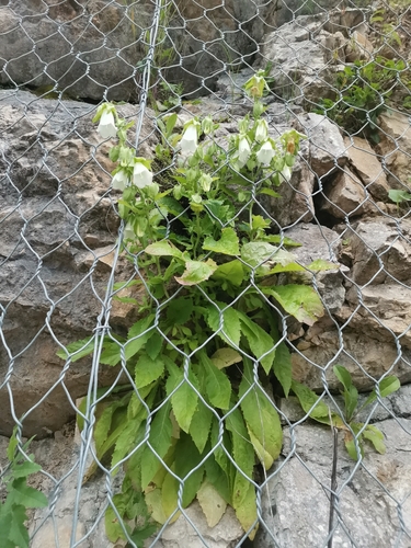 Ringed bellflower (Campanula hofmannii)