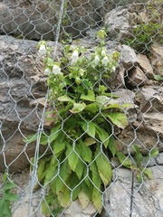 Campanula hofmannii