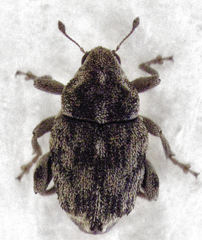 Hypurus bertrandi
