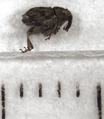 Hypurus bertrandi