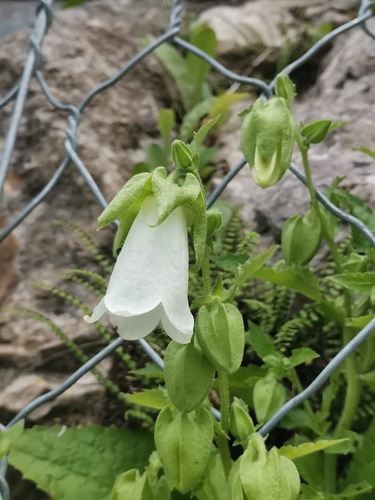 Image of Campanula hofmannii by (c) Ljaž, some rights reserved (CC BY)