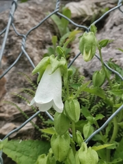 Campanula hofmannii, photograph (c) Ljaž, some rights reserved (CC BY)
