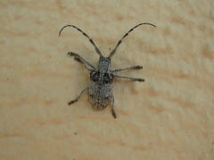 Crossotus stypticus aethiops