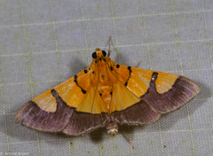 Endocrossis flavibasalis