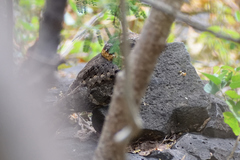 Antrostomus ridgwayi