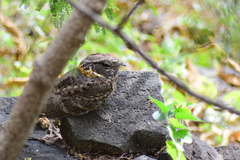 Antrostomus ridgwayi