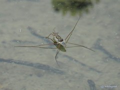 Limnogonus fossarum