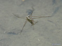 Limnogonus fossarum