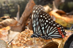 Hestina assimilis formosana