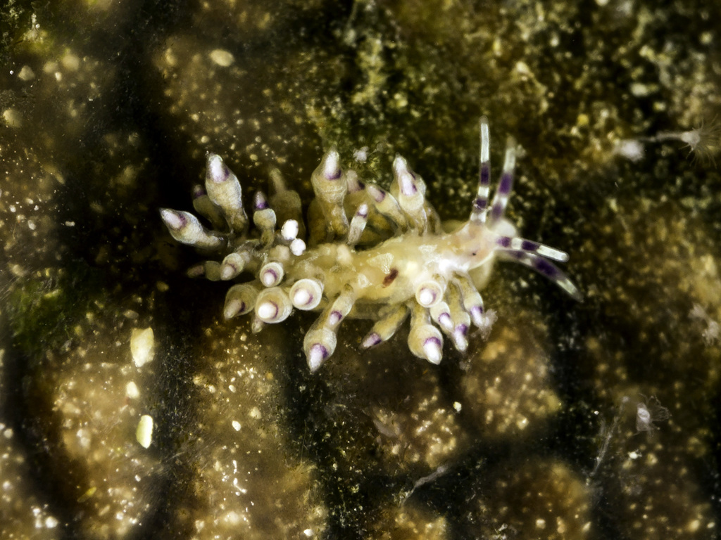 Abronica purpureoanulata