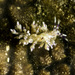 Abronica purpureoanulata - Photo (c) jim-anderson, algunos derechos reservados (CC BY-NC), subido por jim-anderson