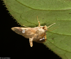Nosophora