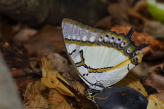 Polyura eudamippus formosana