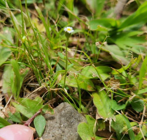 Erigeron bellioides observed 2023-06-23