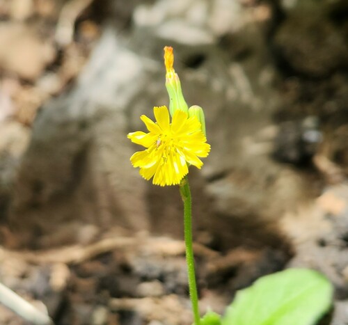 Youngia japonica observed 2023-06-23