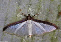 Cydalima laticostalis