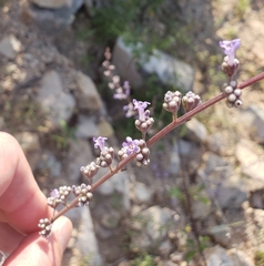 Hyptis collina