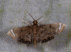 Eugauria albidentata