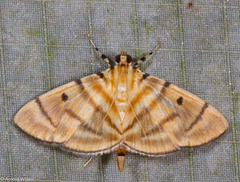 Notarcha tigrina