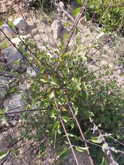Hyptis collina