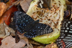 Dichorragia nesimachus formosanus