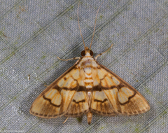 Nosophora euryterminalis