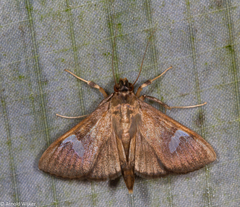 Nosophora