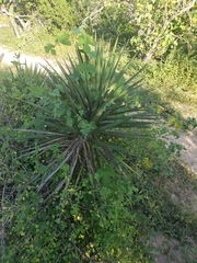 Yucca capensis