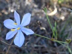 Aristea dichotoma