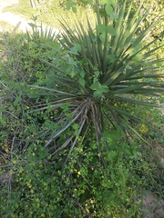 Yucca capensis