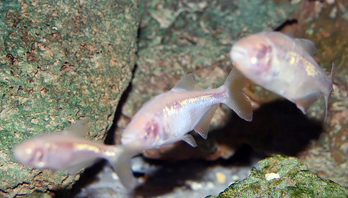 Mexican Tetra