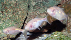 Mexican Tetra photo 3