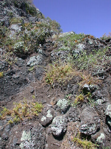 Schiedea globosa observed 2003-06-13