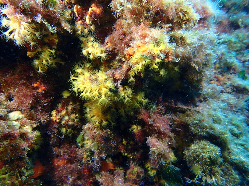 Yellow Cluster Anemone, Benidorm Island, Alicante, Spain, photo 3 of 10