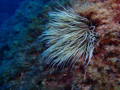 Snakelocks Anemone