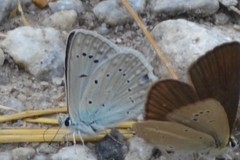 Polyommatus daphnis