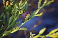 Eurydema