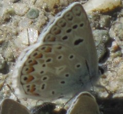 Polyommatus escheri