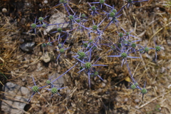 Eryngium creticum