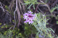 Daphne cneorum
