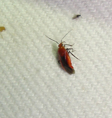 Tropidosteptes cardinalis