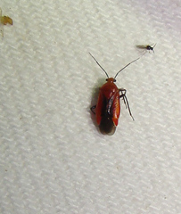 Tropidosteptes cardinalis