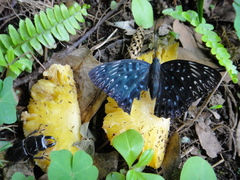 Dichorragia nesimachus formosanus