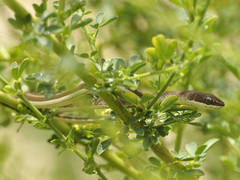 Psammophis orientalis
