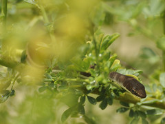 Psammophis orientalis
